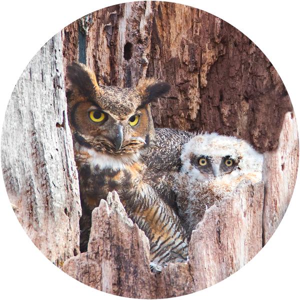 Great horned owl with chick picture