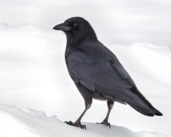 8 x 10 American crow