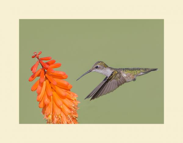 Ruby throated hummingbird