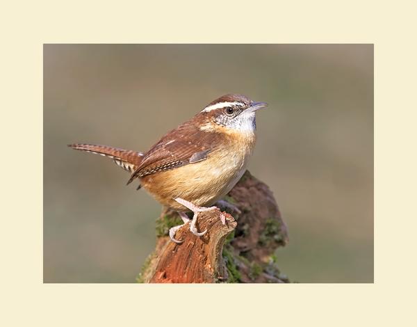 Carolina wren picture