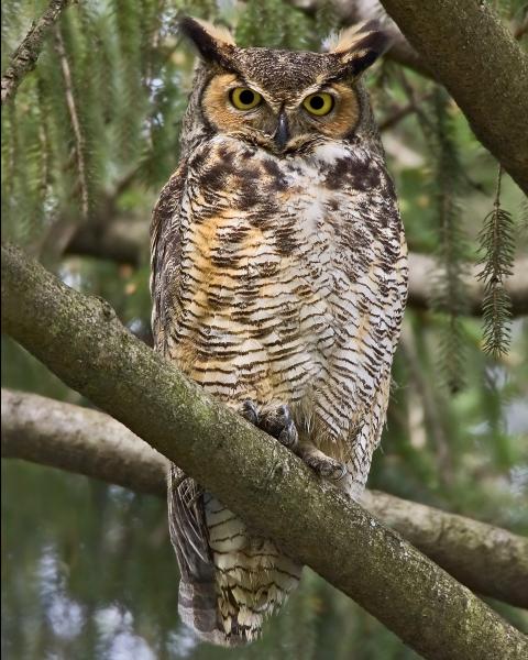 8 x 10 Great horned owl in spruce