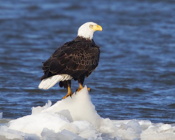 8 x 10 Bald eagle on ice floe picture