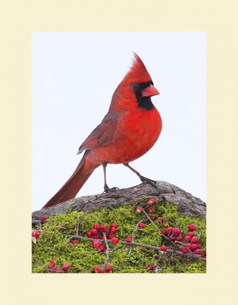 Northern cardinal picture