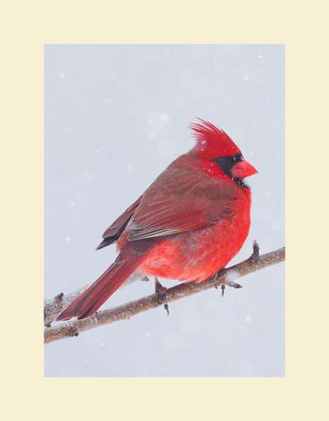 Northern cardinal picture