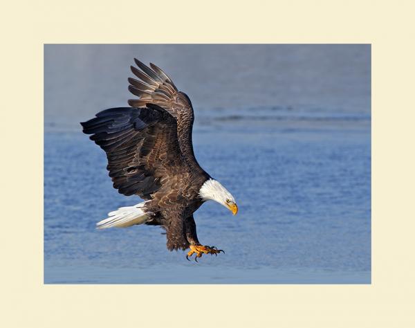 Bald eagle fishing matted print picture