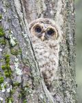 8 x 10 Barred owl nestling