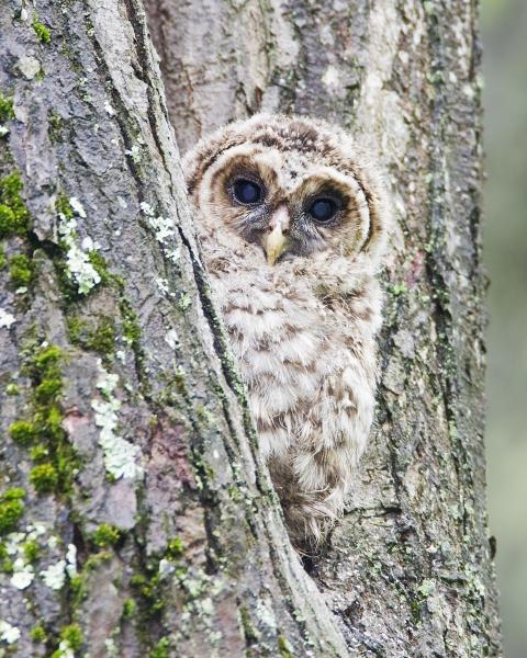 8 x 10 Barred owl nestling