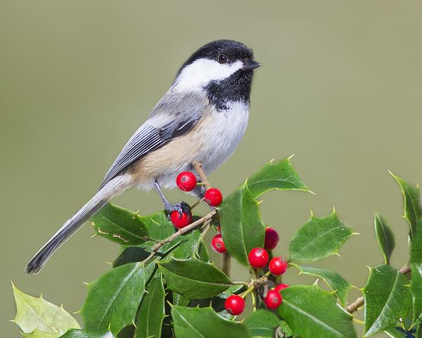 8 x 10 Chickadee on holly picture