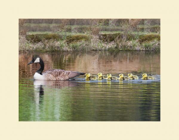 Canada goose family picture