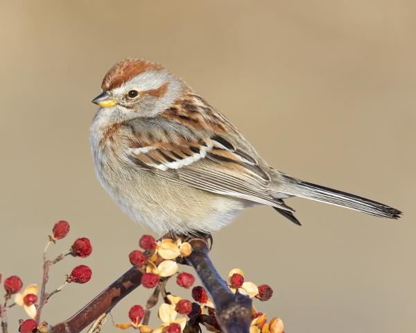 8 x 10 American tree sparrow picture