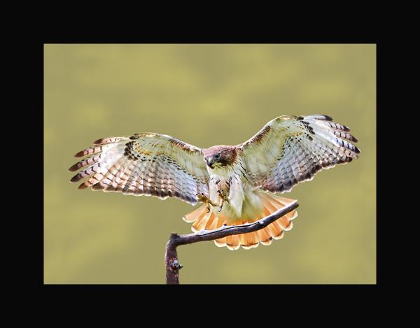 Red tailed hawk picture