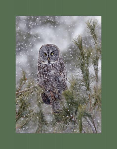 Great gray owl in the snow picture