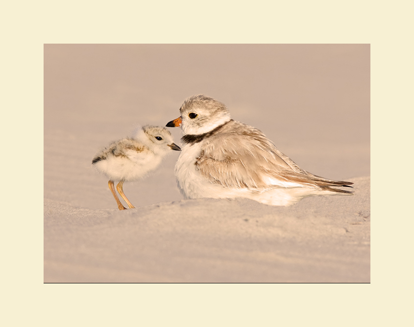 piping plover with chick picture