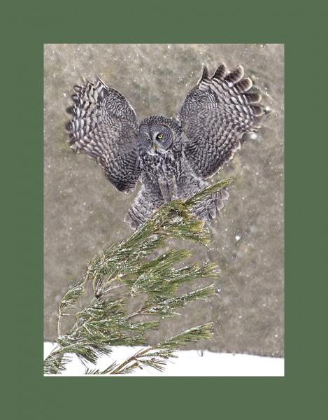 Great gray owl picture