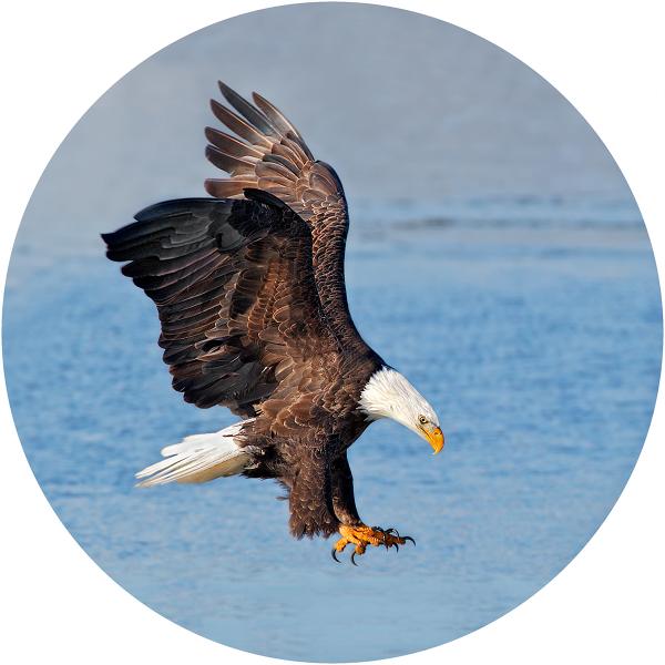 Bald eagle fishing picture