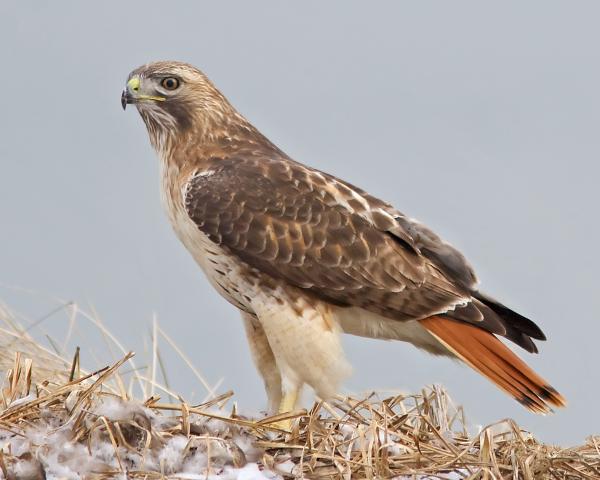 8 x 10 Red tailed hawk picture