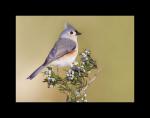 Tufted titmouse