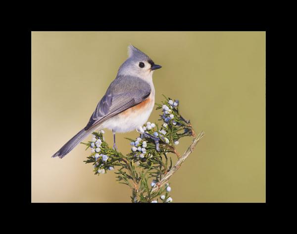 Tufted titmouse picture