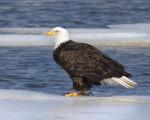 8 x10 Bald eagle on cove ice