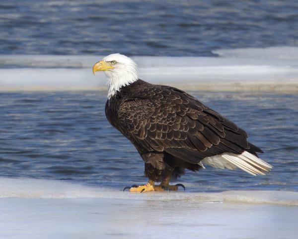 8 x10 Bald eagle on cove ice picture