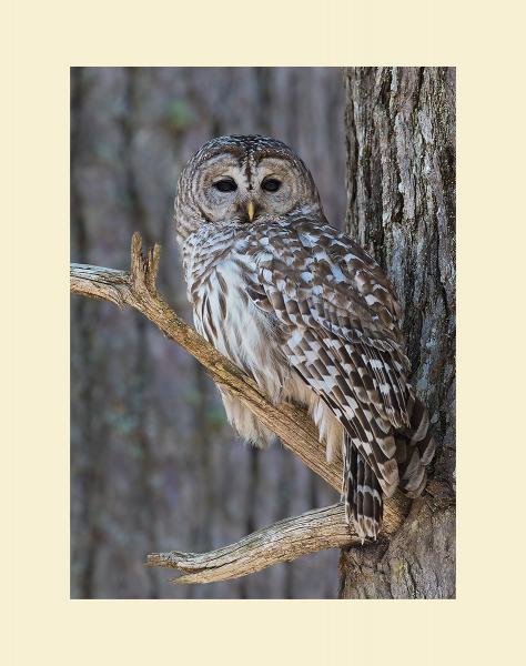 Barred owl male picture