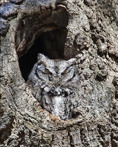 8 x 10 Eastern screech owl picture