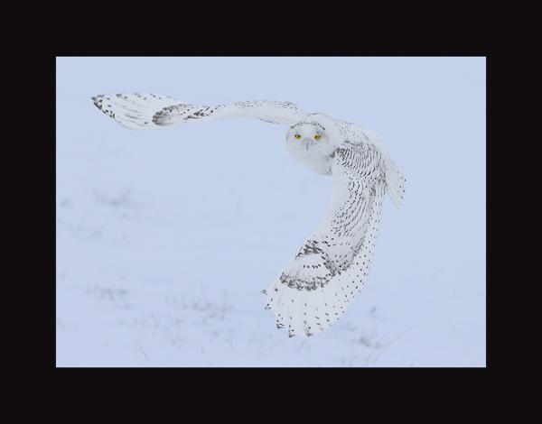 Snowy owl