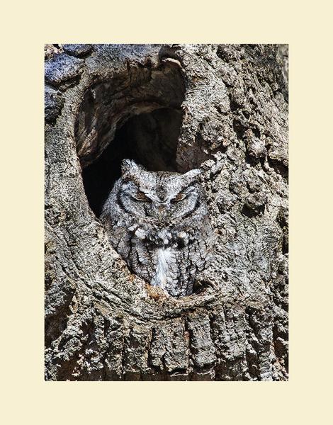 Eastern screech owl picture