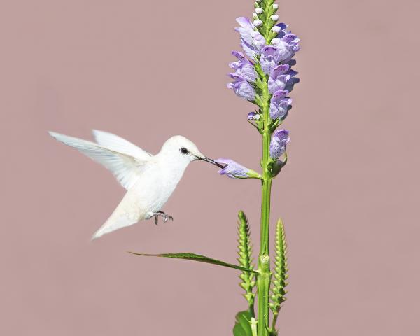 8 x 10 Leucistic Ruby throated hummingbird picture