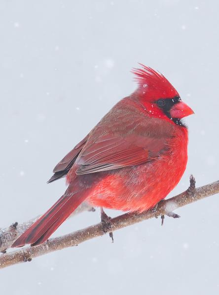 8 x 10 Northern cardinal in snowstorm picture