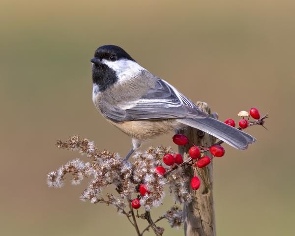 8 x 10 Chickadee on perch picture