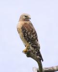 8 x 10 Red shouldered hawk