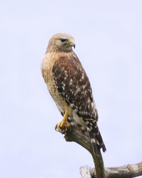 8 x 10 Red shouldered hawk picture