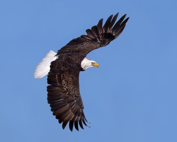 8 x 10 Bald eagle flying right picture