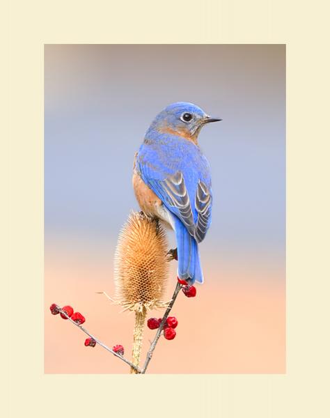 Eastern bluebird picture