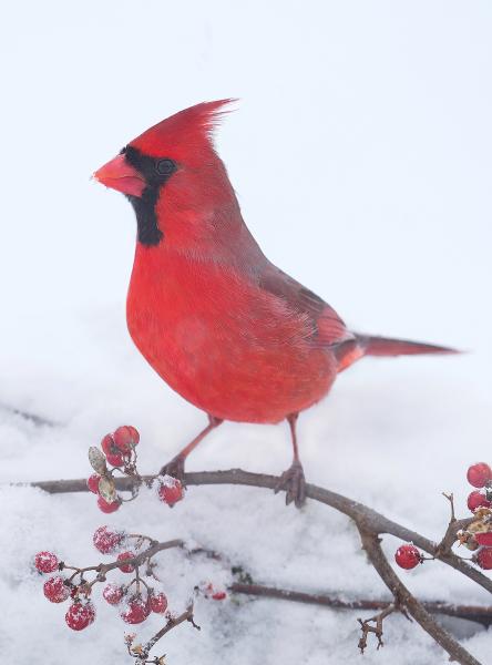 8 x 10 Northern cardinal on berries picture