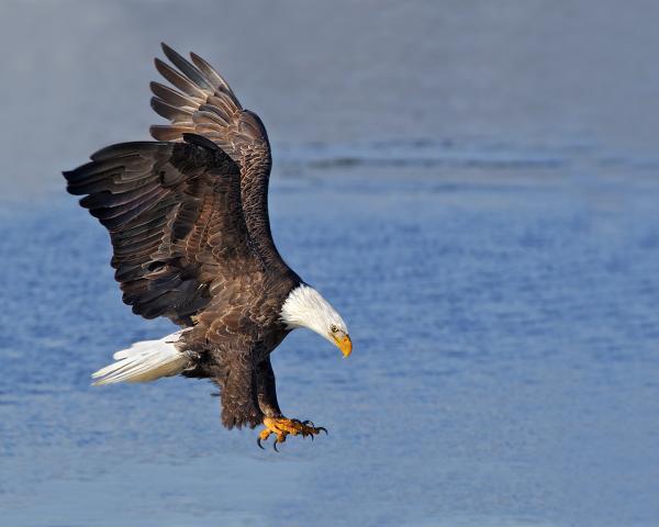 8 x 10 Bald eagle fishing picture