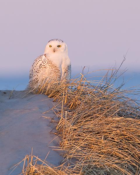 8 x 10 Snowy owl at sunset