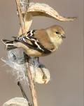 8 x 10 American goldfinch on milkweed