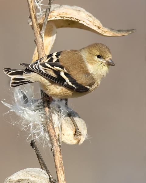 8 x 10 American goldfinch on milkweed picture