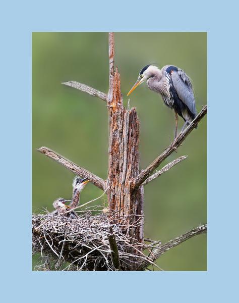 Great blue heron picture