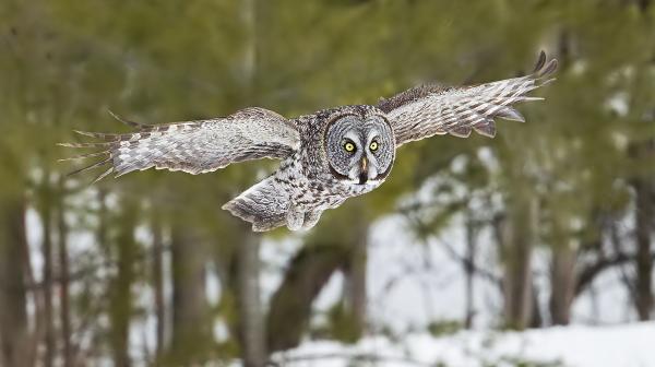 8 x 10 Great gray owl flying