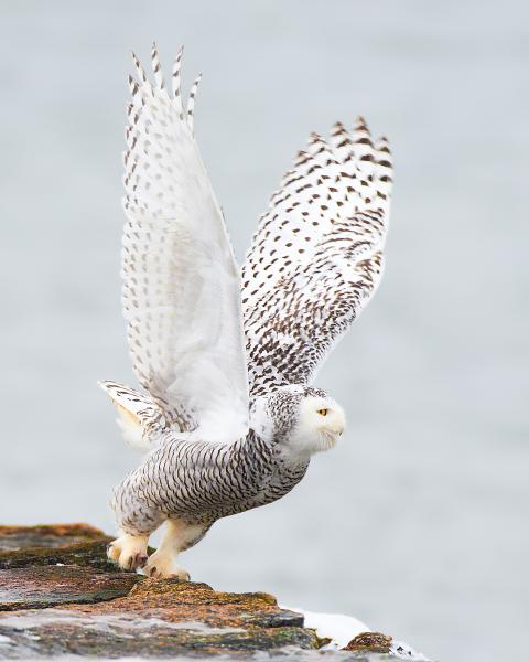 8 x 10 Snowy owl taking off picture