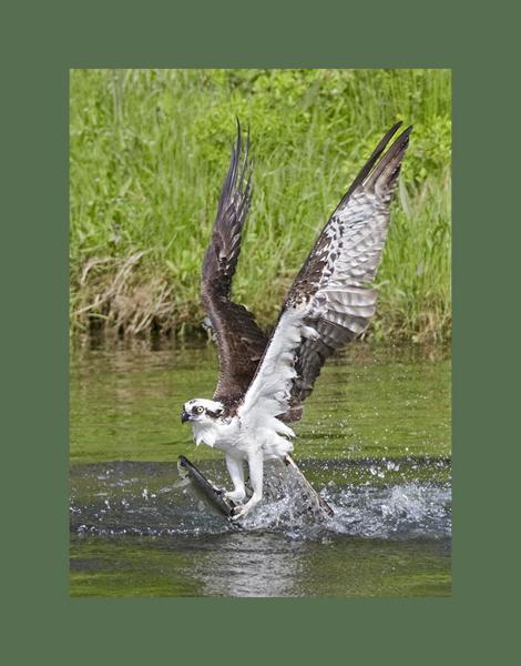 Osprey picture