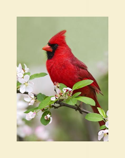 Northern cardinal on flowers picture