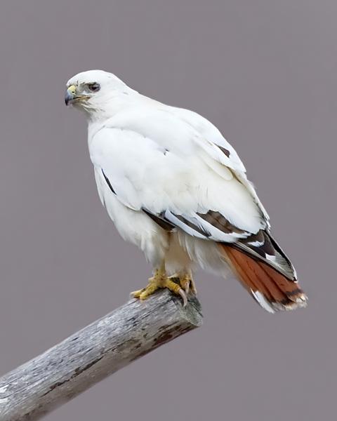 8 x 10 Redtail hawk partly albino