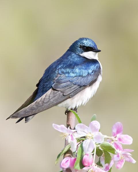 8 x 10 Tree swallow picture