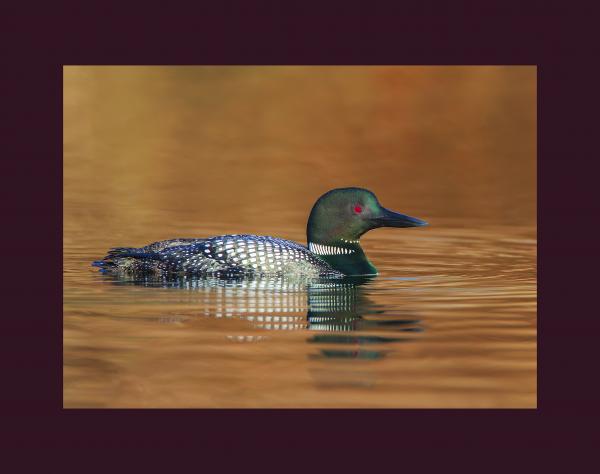 Common loon picture