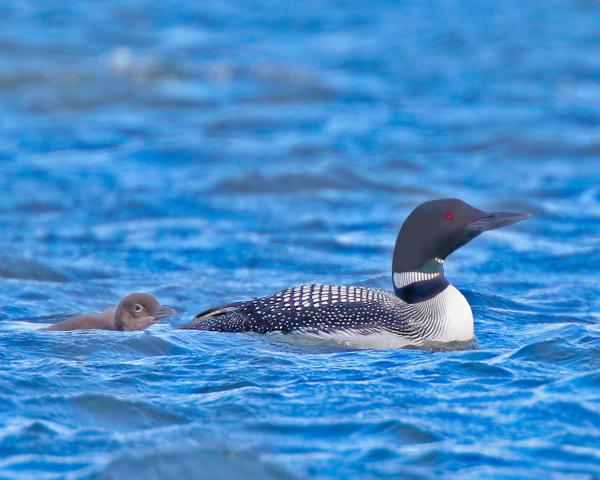 8 x 10 Common loon with young