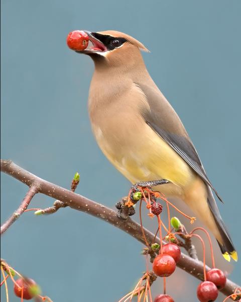 8 x 10 Cedar waxwing